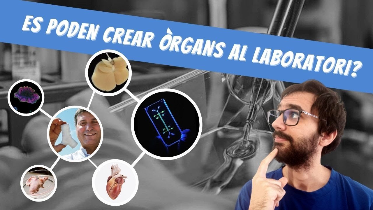 Es poden crear òrgans al laboratori? de ParlemDeCiència