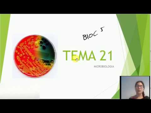 TEMA 21: Microbiologia de Esther Ginkgobiloba