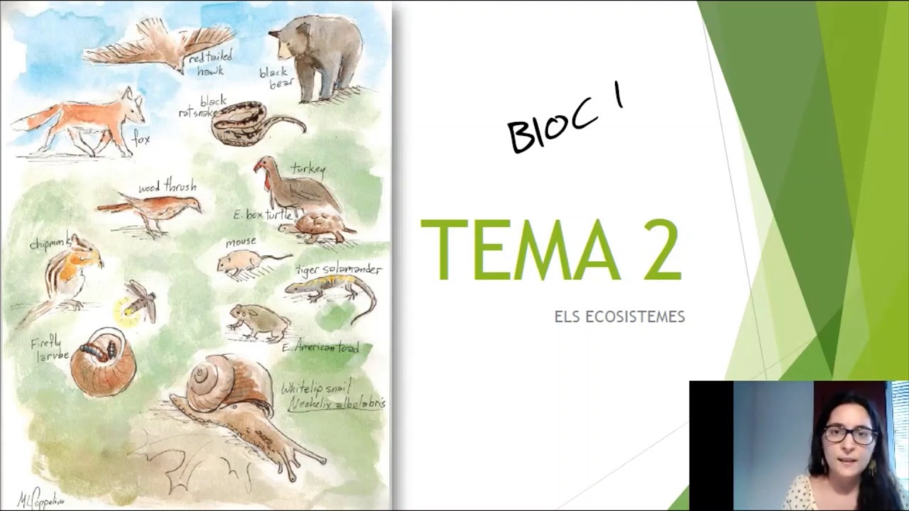 TEMA 2: Els ecosistemes de Miss Tagless
