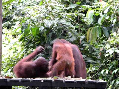 ori orangutan refriega familiar borneo de Oriol Bartumeu