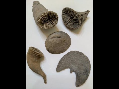 Visitem un jaciment paleontològic del Cretaci, ple de fòssils... de Marc Boada Ferrer