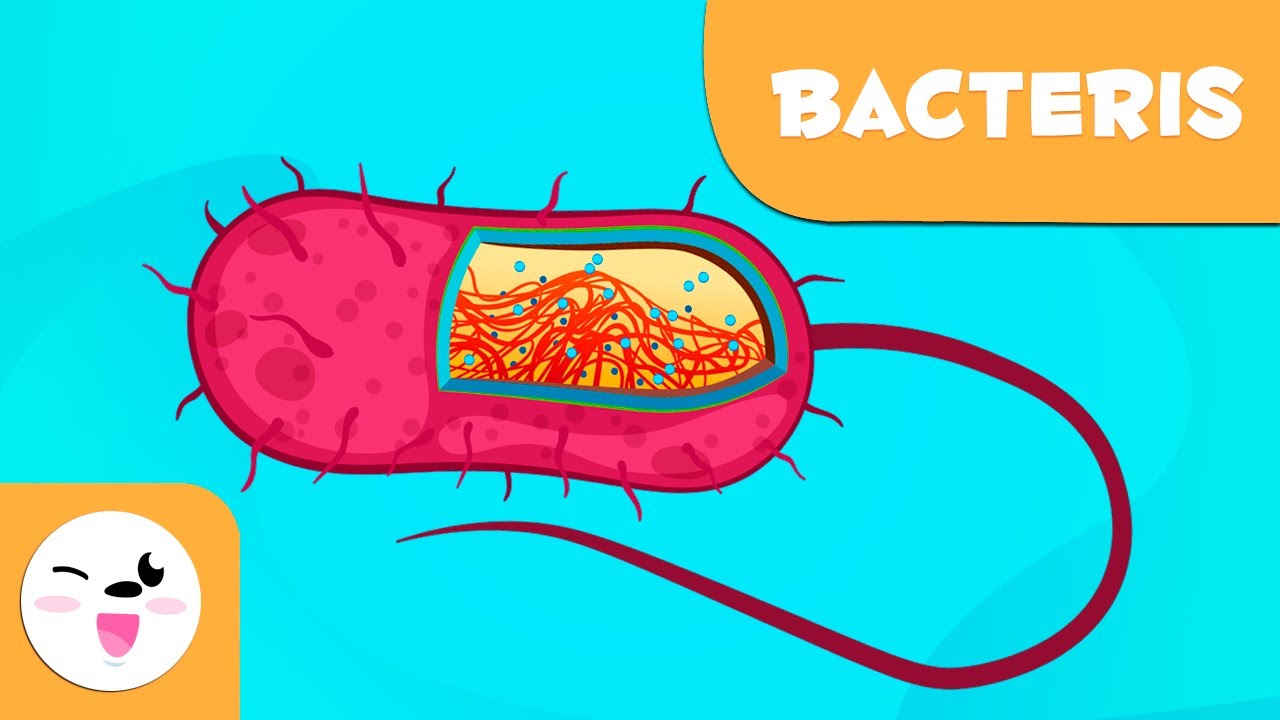 Què són els bacteris? - Ciències per a nens en català de Smile and Learn - Català
