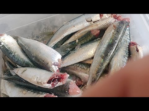 Cuinem a 🏠 Sardines en escabetx de El cuiner mut
