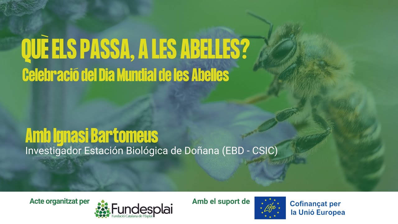 [Versió en castellà] Conferència 'Què els passa, a les abelles?' de Fundació Catalana de l'Esplai