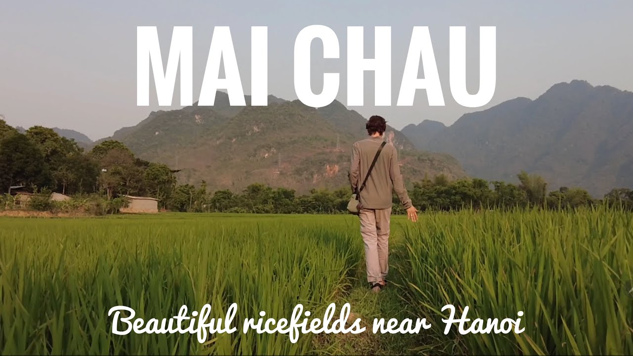 #31 MAI CHAU, meravellosos CAMPS de ARRÒS prop de HANOI. de Pels Camins del Món