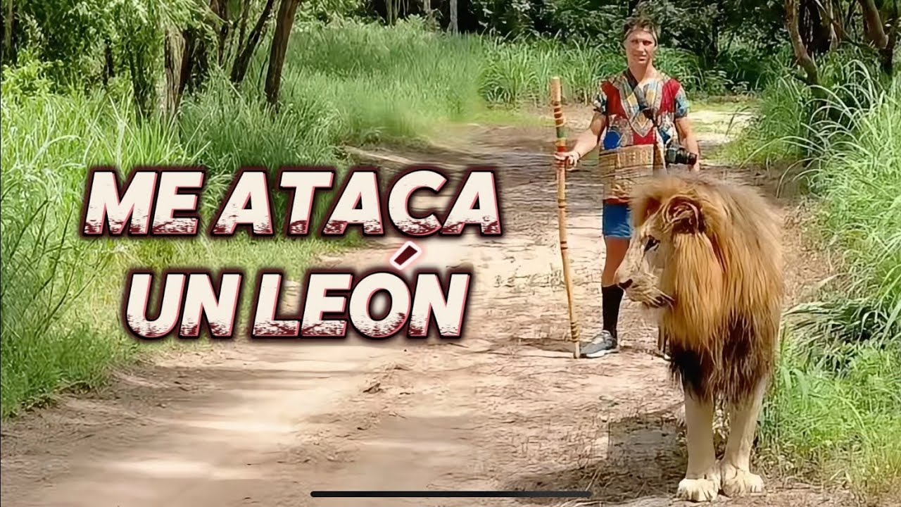 Me ataca un león en el Fathala Wild reserve en mi viaje por Senegal. Increíble Experiencia Africa de Marco Dicosta