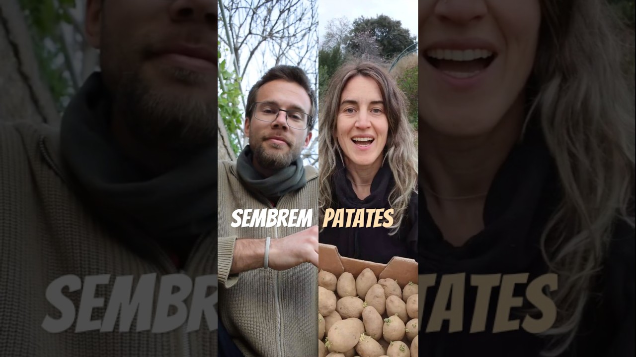 SEMBREM PATATES 🥔✨ de Hort Urbà al Balcó