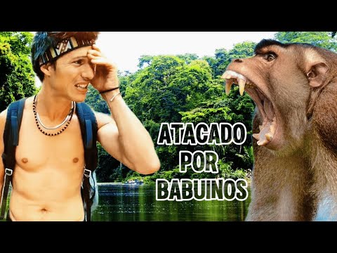Me atacan una manada de babuinos en Makasutu Forest. Viajar por Gambia de Marco Dicosta