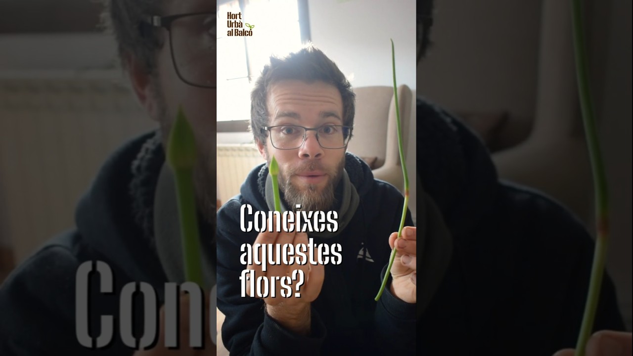 CONEIXEU AQUESTES FLORS? | Flors de les liliàcies de Hort Urbà al Balcó