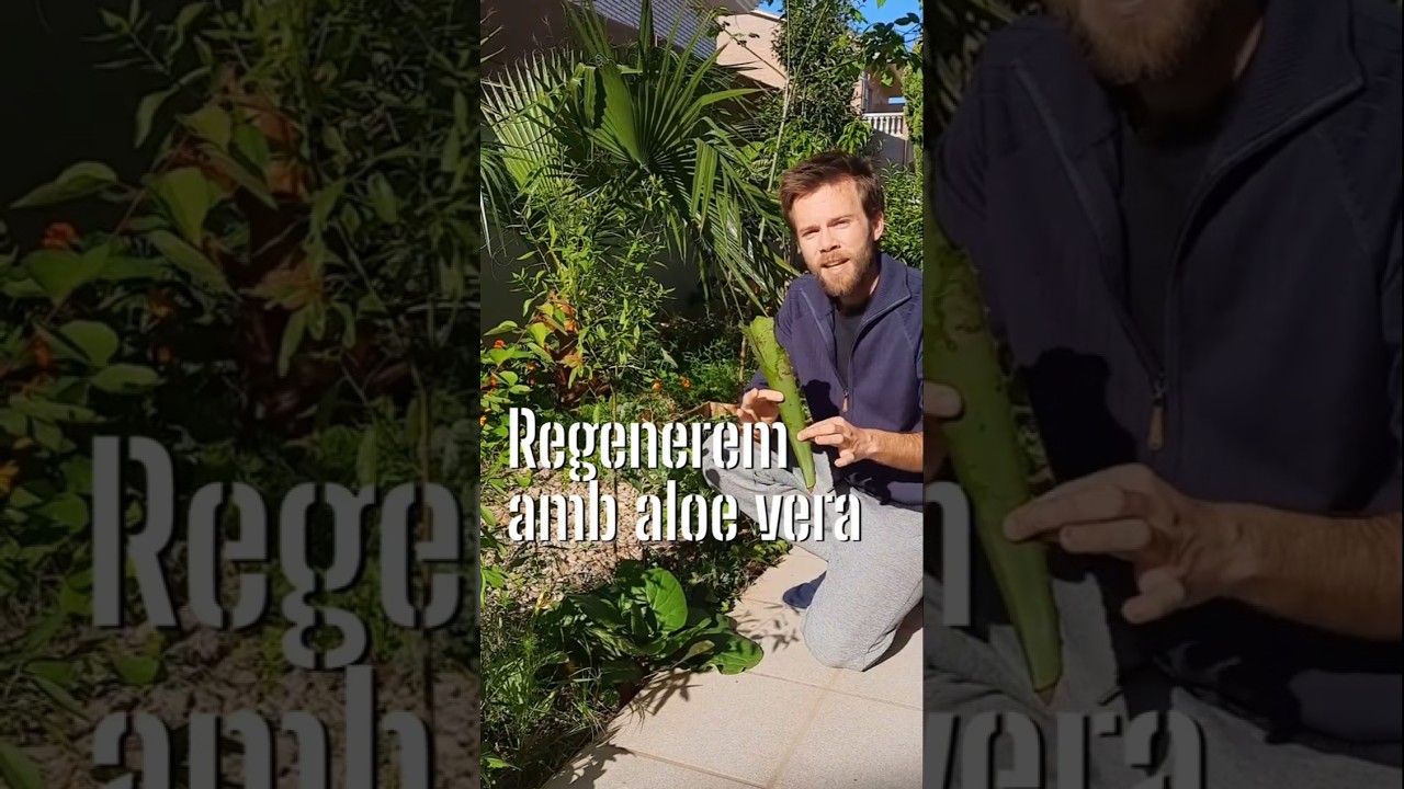 COM REGENERAR UN ESPAI AMB ALOE VERA | Cultivar aloe vera per tenir fertilitzant gratis i abundància de Hort Urbà al Balcó