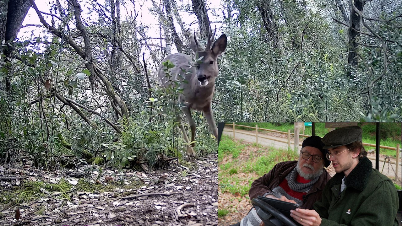 Un passeig pel bosc amb el mestre Martí Boada de Joan Grivé