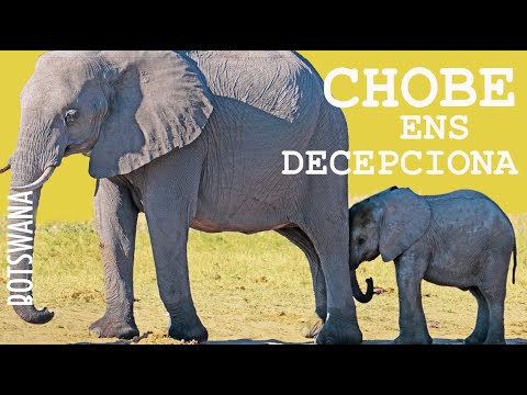 Visitar el PN Chobe per lliure II - país nº16 CAP2.BOTSWANA de ONtravelling