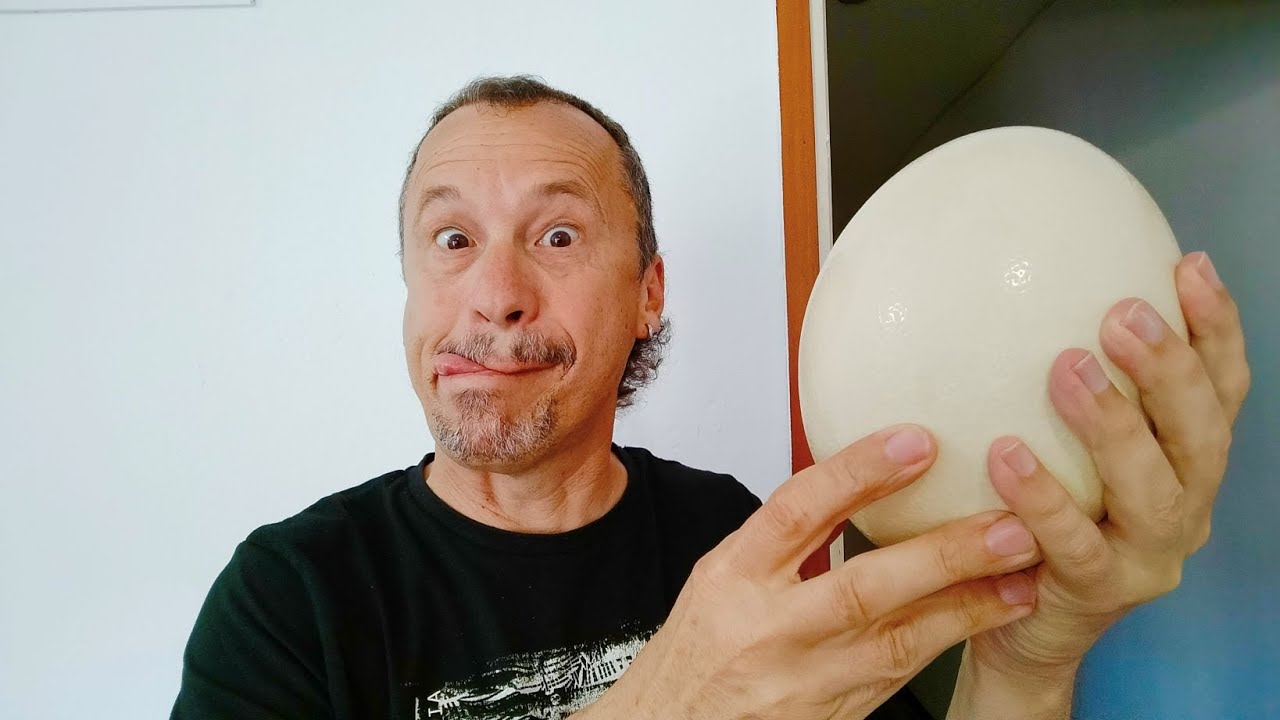 L'ou ferrat més gros del món de Anglès amb accent obert