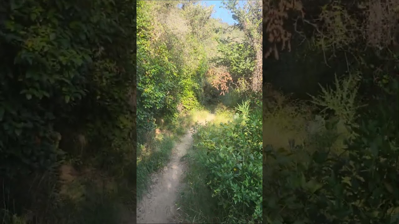 soroll vs silenci de Bendhora