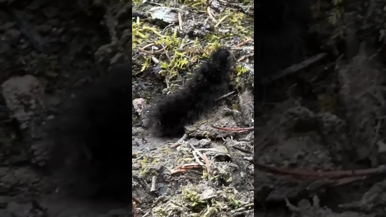 ORUGA CAYENDO EN EL BOSQUE CON MUSICA DE FONDO DE LINKIN PARK de El Pony Pisador