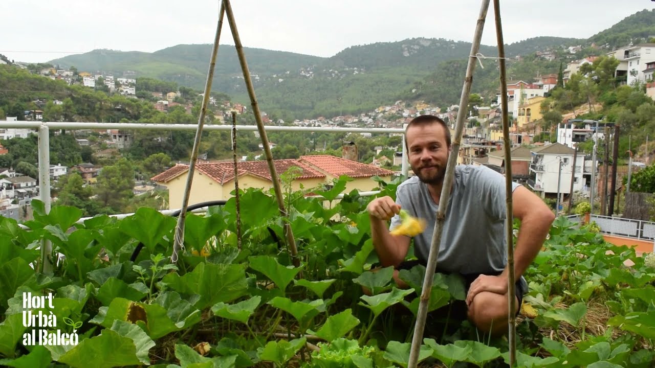 CAMP DE CARBASSES IMPROVITZAT | Cultius espontanis per no separar les llavors al compost de Hort Urbà al Balcó