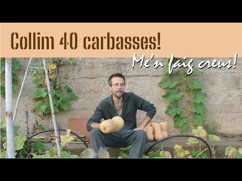 40 CARBASSES AMB EL MÍNIM ESFORÇ | Com fer per tenir una gran collita de carbasses tenint poc temps de Hort Urbà al Balcó