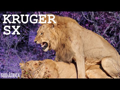 El que ningú t'explica del Kruger NP] | Viatge a l'ÀFRICA en 4x4 - país nº20 - CAP2. SUDÀFRICA de ONtravelling