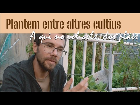 PLANTEM ENTRE ALTRES CULTIUS | Cultivem cols abans no traiem les tomaqueres i les borraines de Hort Urbà al Balcó