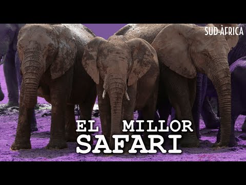 Rodejat per més de 100 elefants | Viatge a l'ÀFRICA en 4x4 - país nº20 - CAP4. SUDAFRICA de ONtravelling