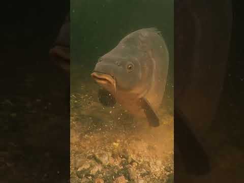 JOC DE CARPES de El Pony Pisador