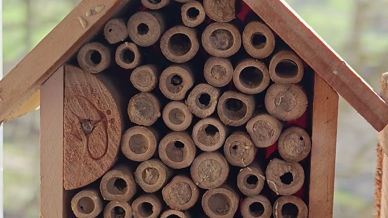 Seguiment de l'ocupació de l'hotel d'insectes (febrer 2026) de Xavier Àgueda COMPETIC