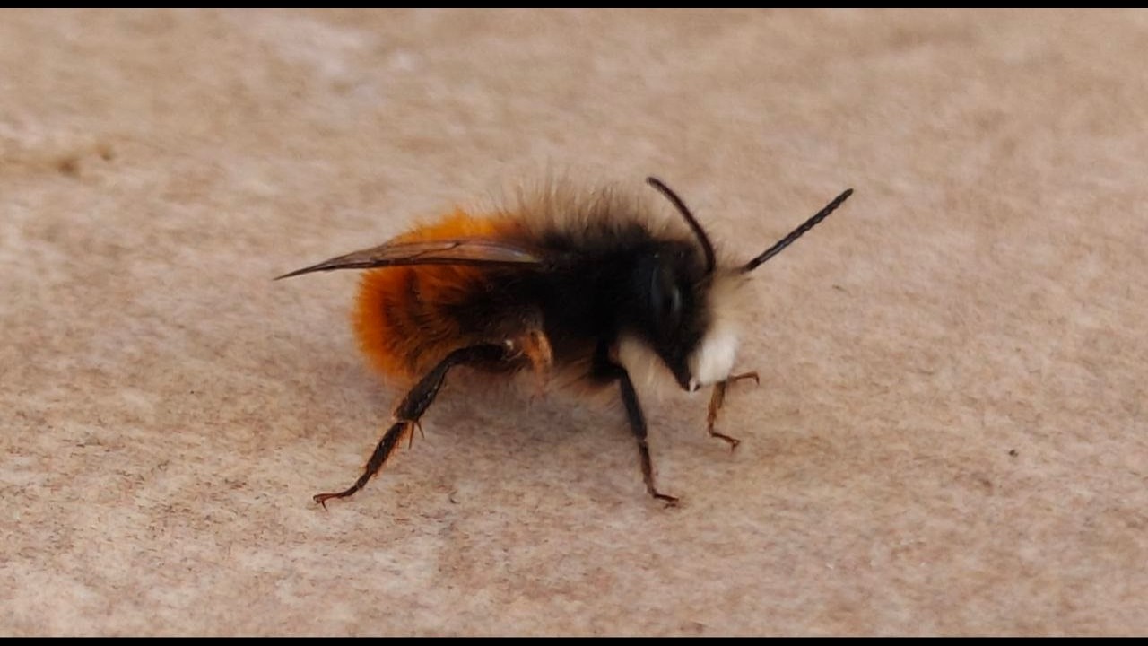 Introducció a les abelles Osmia cornuta de Xavier Àgueda COMPETIC