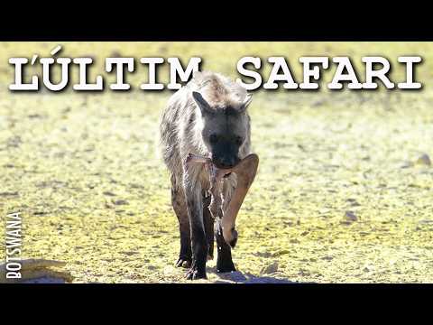 Obligats a parar en TERRITORI DE LLEONS | Viatge a ÀFRICA en 4x4 - país nº16 - CAP1. BOTSWANA 2 de ONtravelling