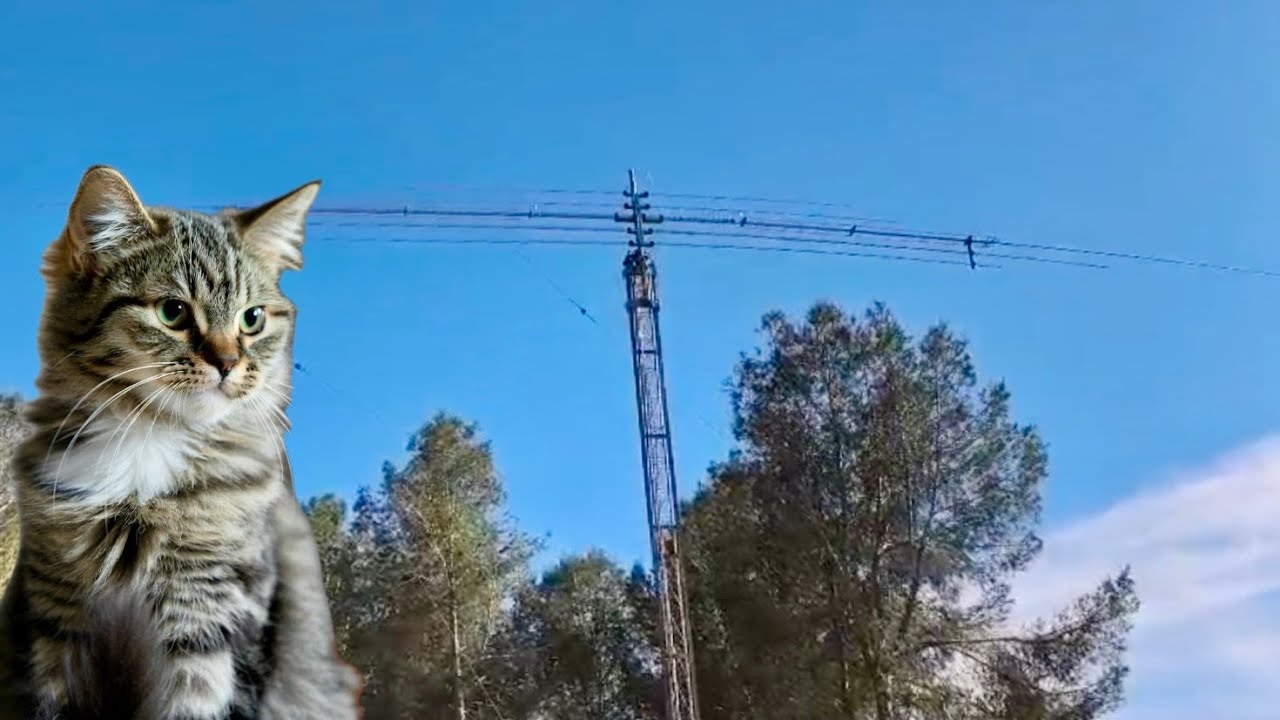 ANTENA BIGOTIS DE GAT 2.0 deprés de 100 proves de EA3HSL Jordi