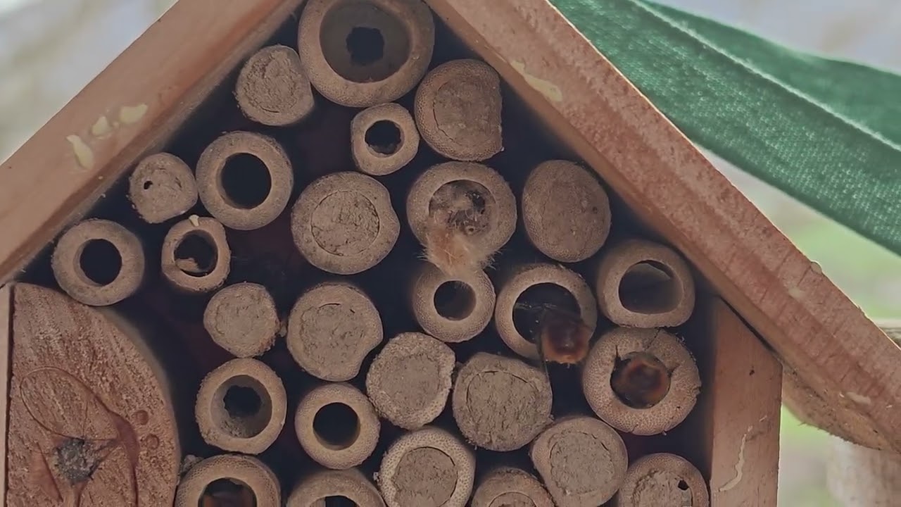 Seguiment de l'ocupació de l'hotel d'insectes (març 2026) de Xavier Àgueda COMPETIC