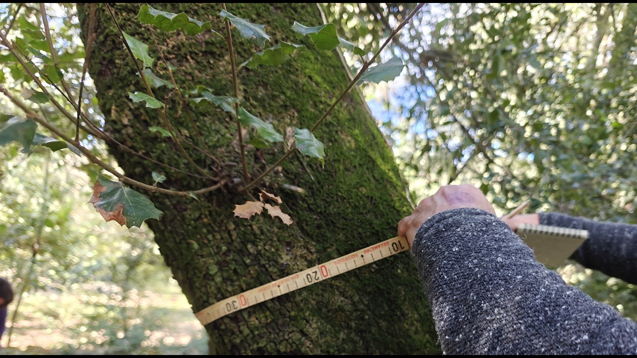 Estudi diamètric d'una parcel·la de bosc de Xavier Àgueda COMPETIC