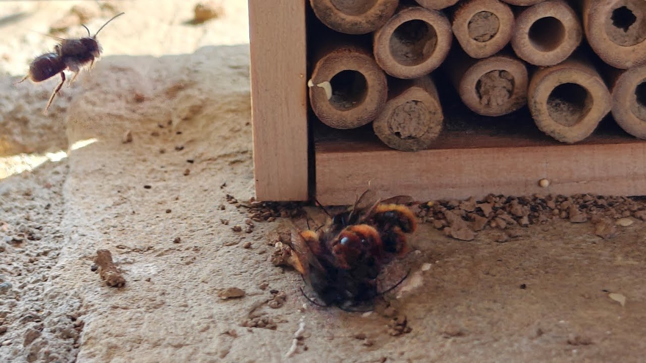 Moment en el que surt una femella d'Osmia cornuta i es troba amb els mascles que l'esperaven de Xavier Àgueda COMPETIC