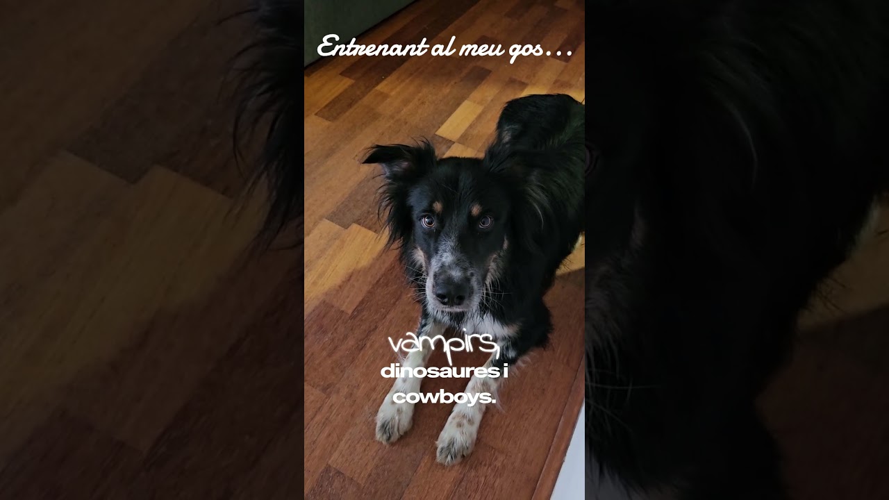 Entrenant en Picard. #rolràpid #rolencatalà #jocsderol #humor #bordercollie de Rol Ràpid