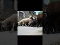 Private video de Xavier Margenat