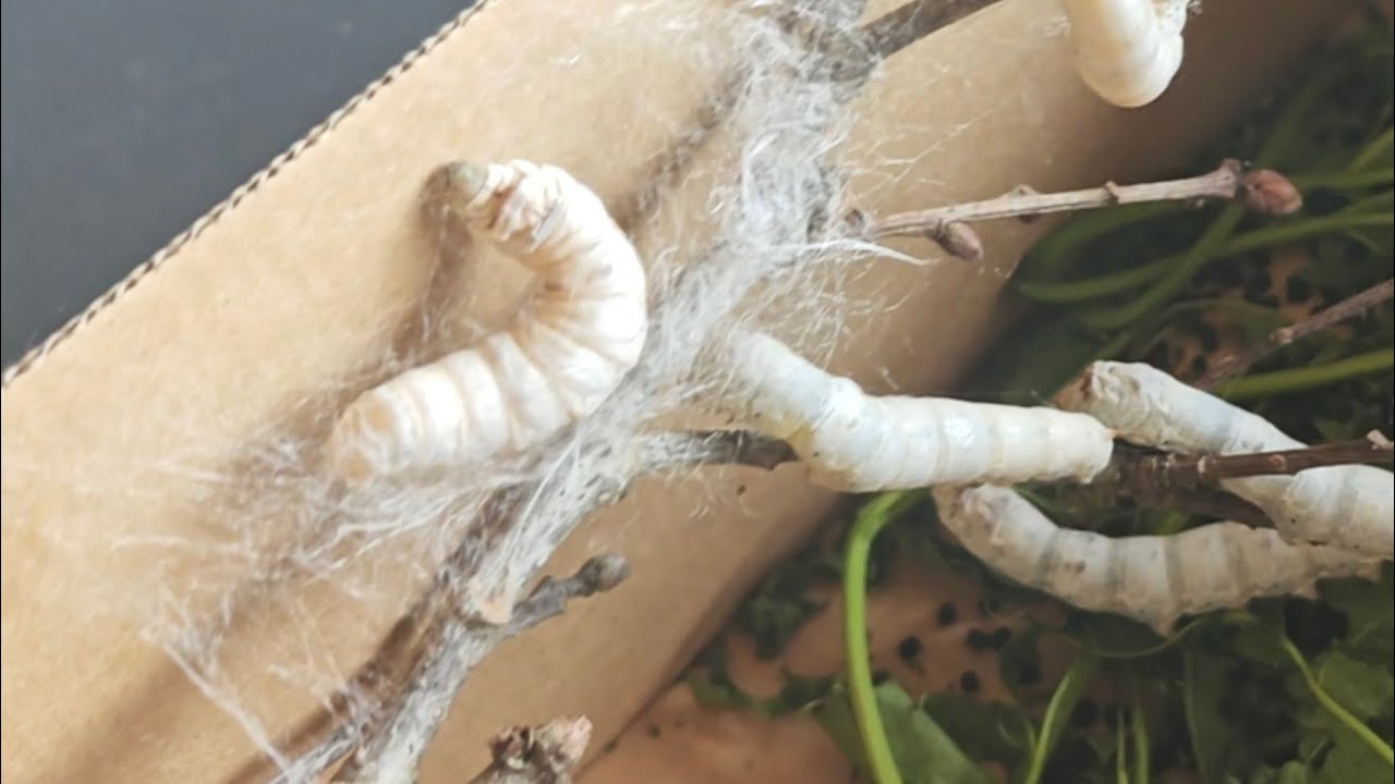 Més imatges dels capolls de seda en construcció 🐛 de Xavier Àgueda COMPETIC