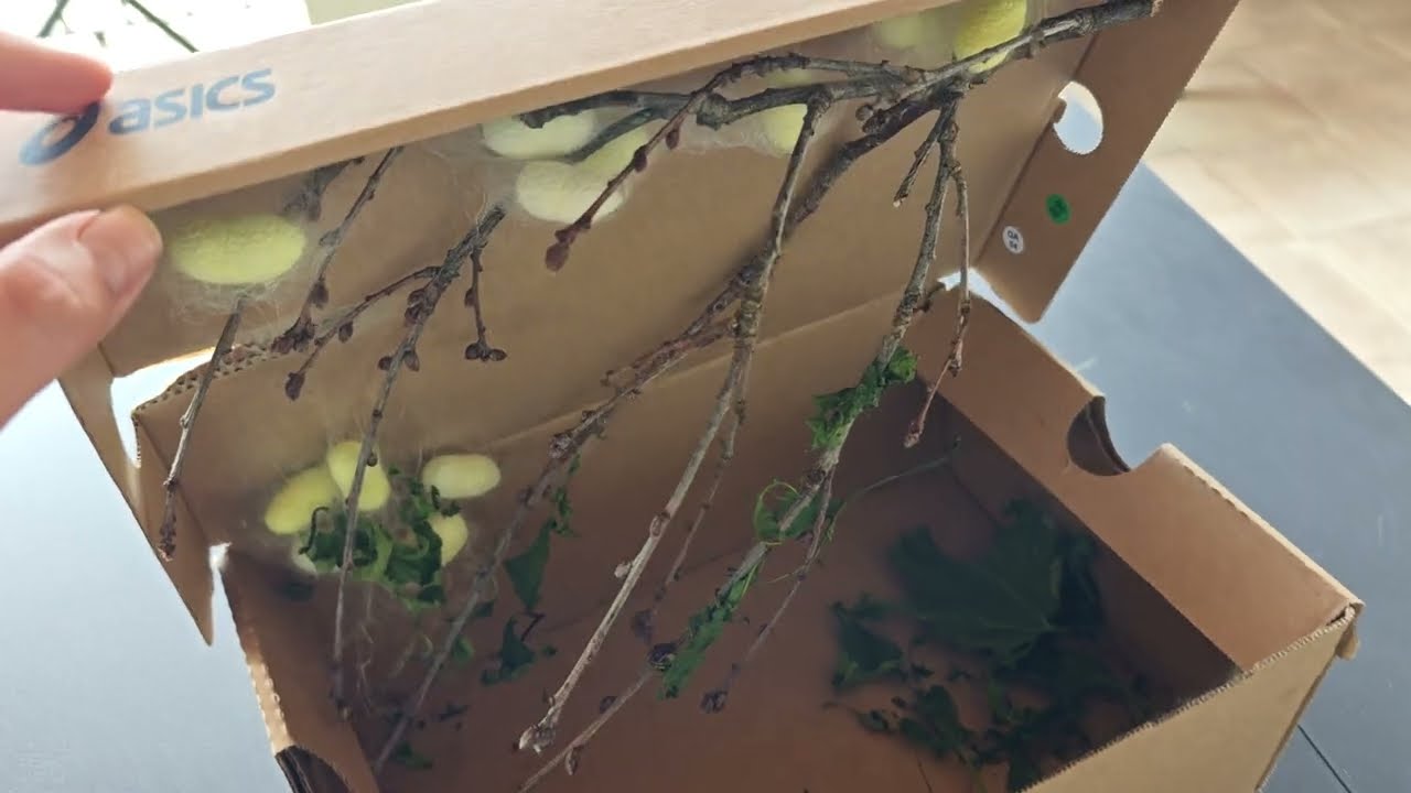 Unboxing dels capolls de seda 🐛 de Xavier Àgueda COMPETIC