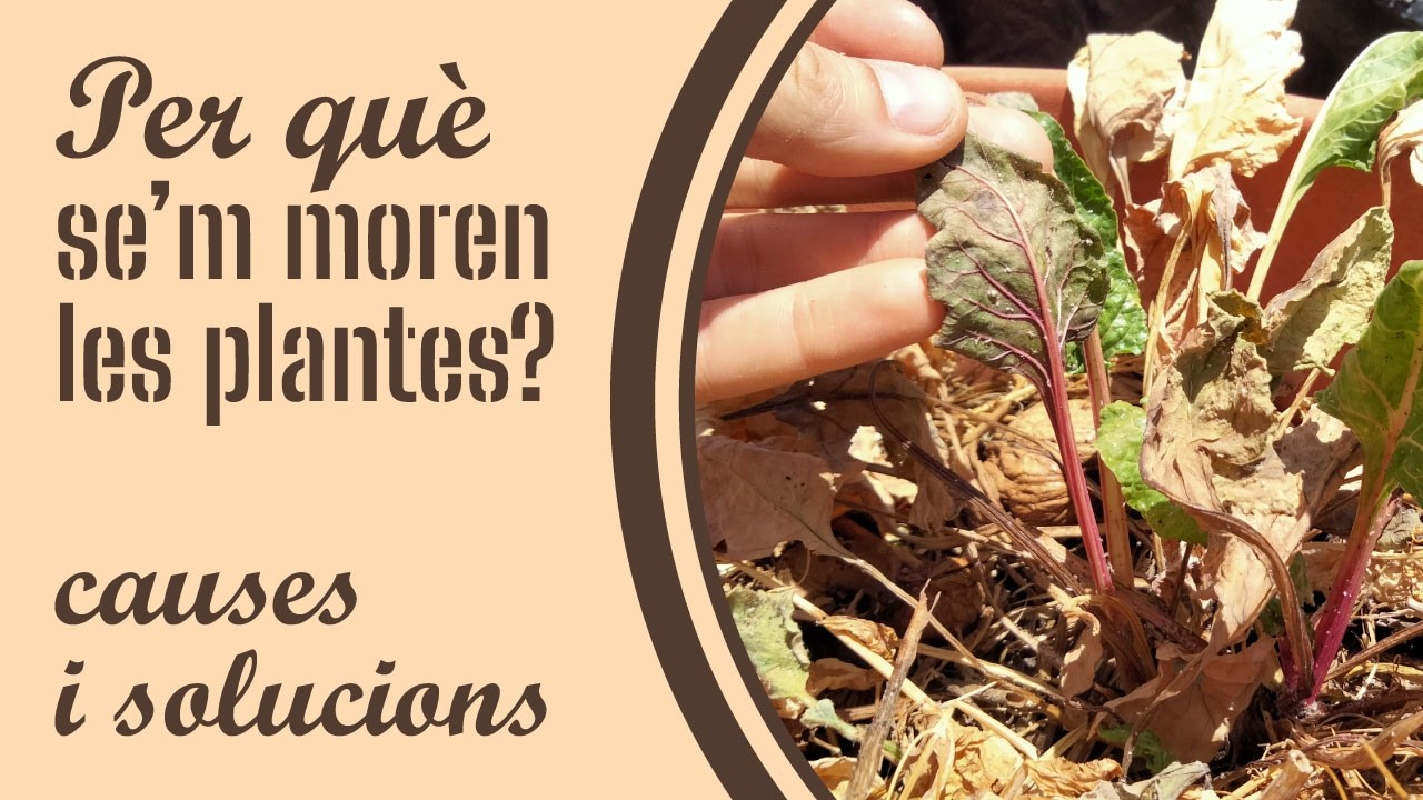 PER QUÈ SE'M MOREN LES PLANTES? | Causes i solucions de Hort Urbà al Balcó