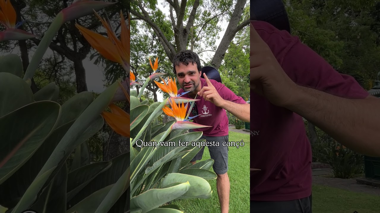 Origen Strelitzia de El Pony Pisador