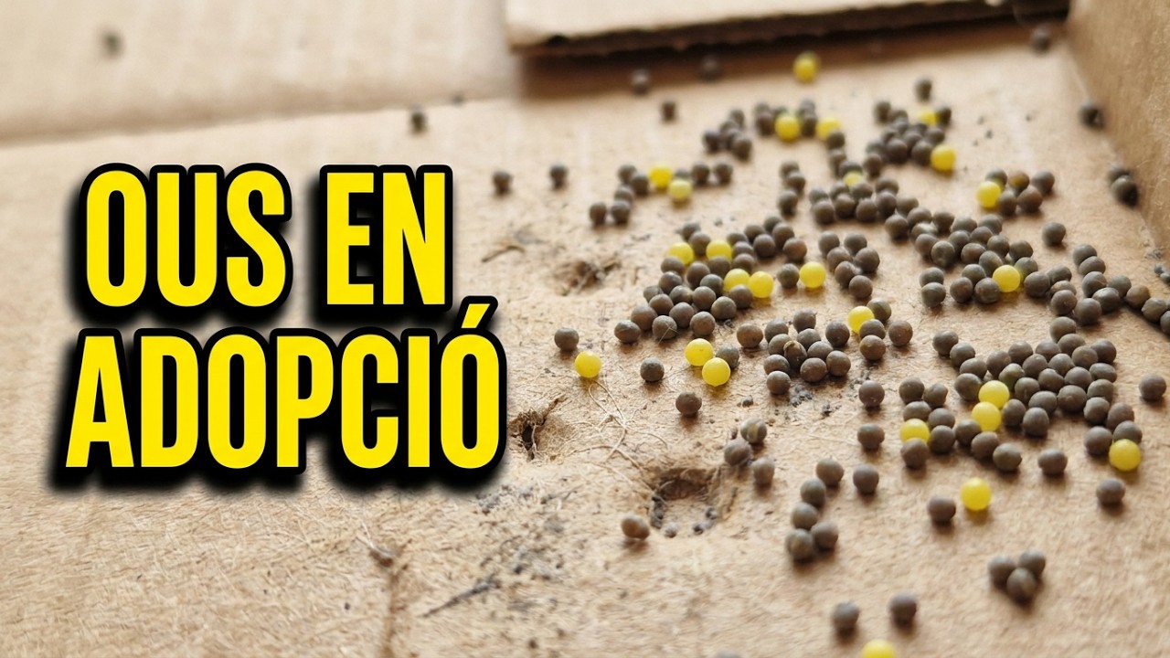 Qui vol ous? 🐛 de Xavier Àgueda COMPETIC