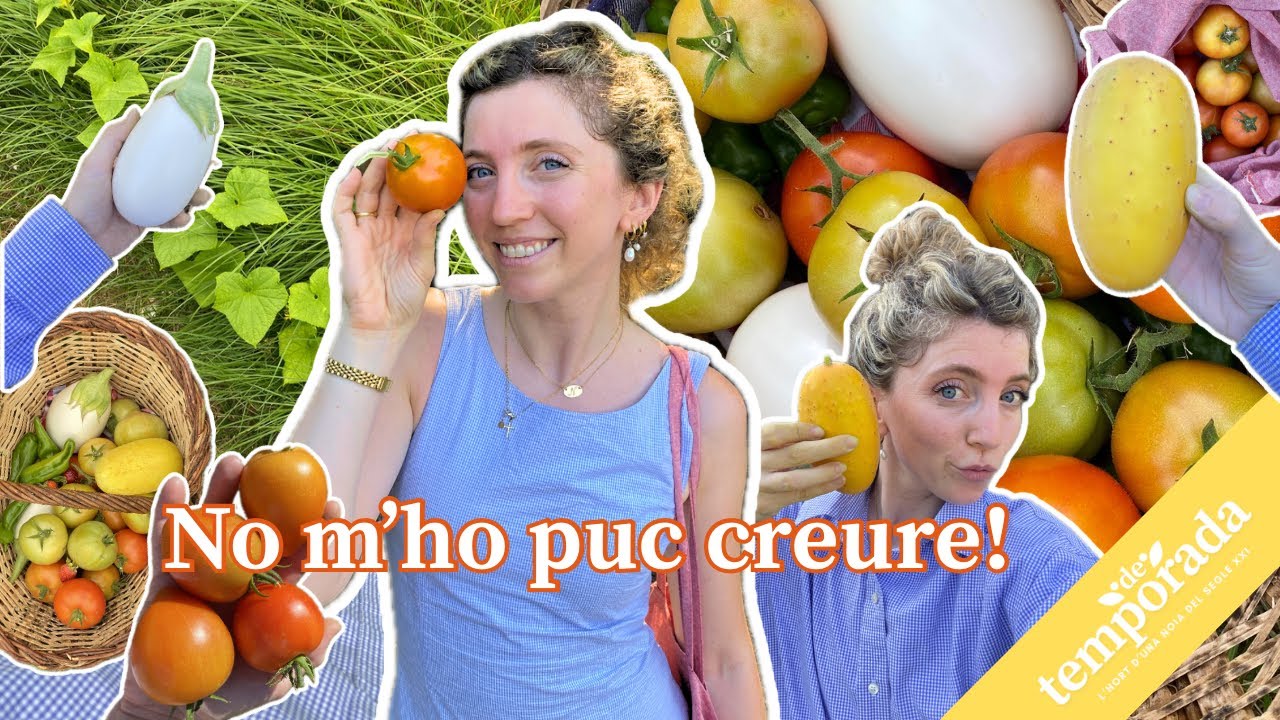 Així s’han de collir els tomàquets (segons un expagès) 🤠🍅 | La millor collita de la meva vida!🌟 de Natàlia Möller