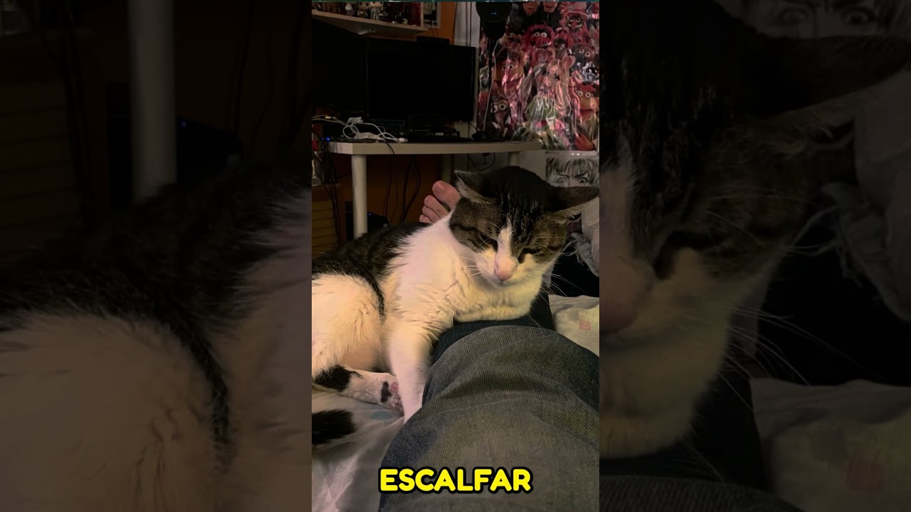 Y de JauTV
