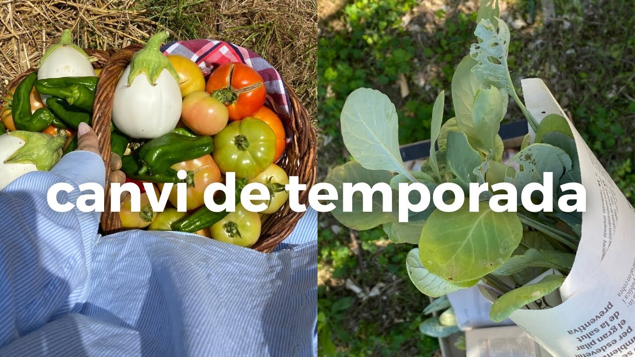 La millor collita de la meva vida!🌟 & els primers passos de l’hort d’hivern de Natàlia Möller La millor collita de la meva vida!🌟 & els primers passos de l’hort d’hivern de Natàlia Möller