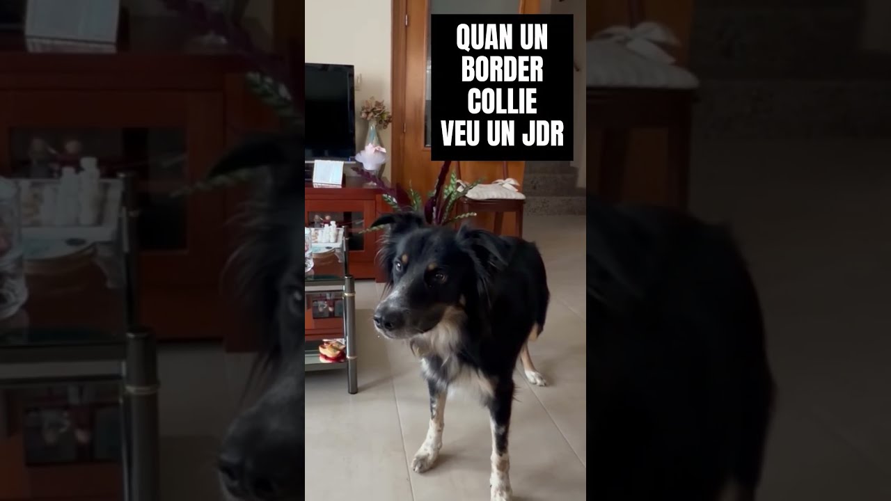 Picard sorprès. #RolRàpid #rolencatalà #jocsderol #humor #bordercollie de Rol Ràpid